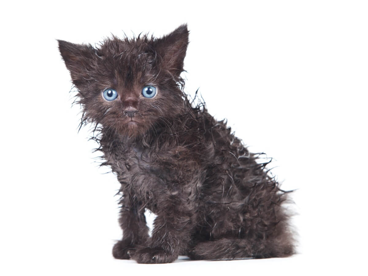 Un gato pequeño sucio.