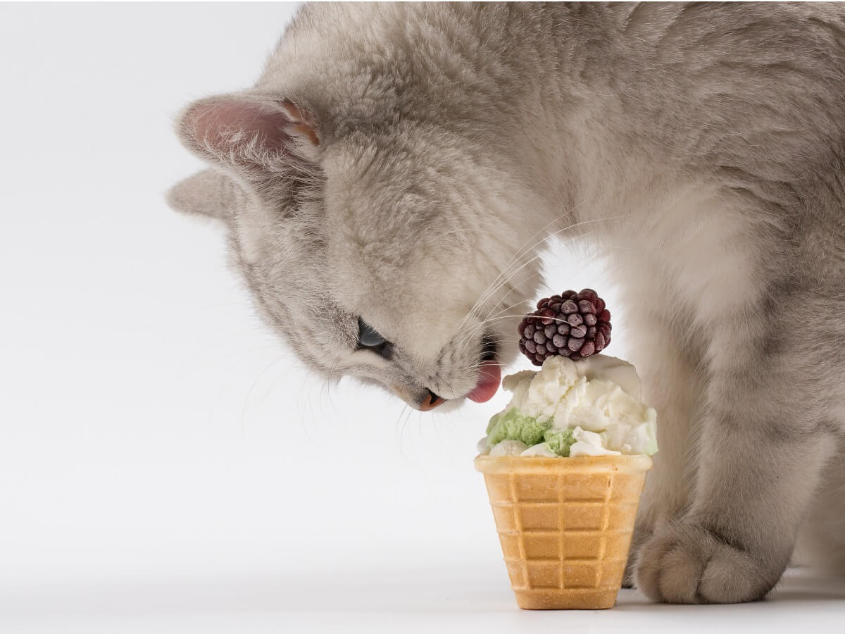 Een kat die ijs eet