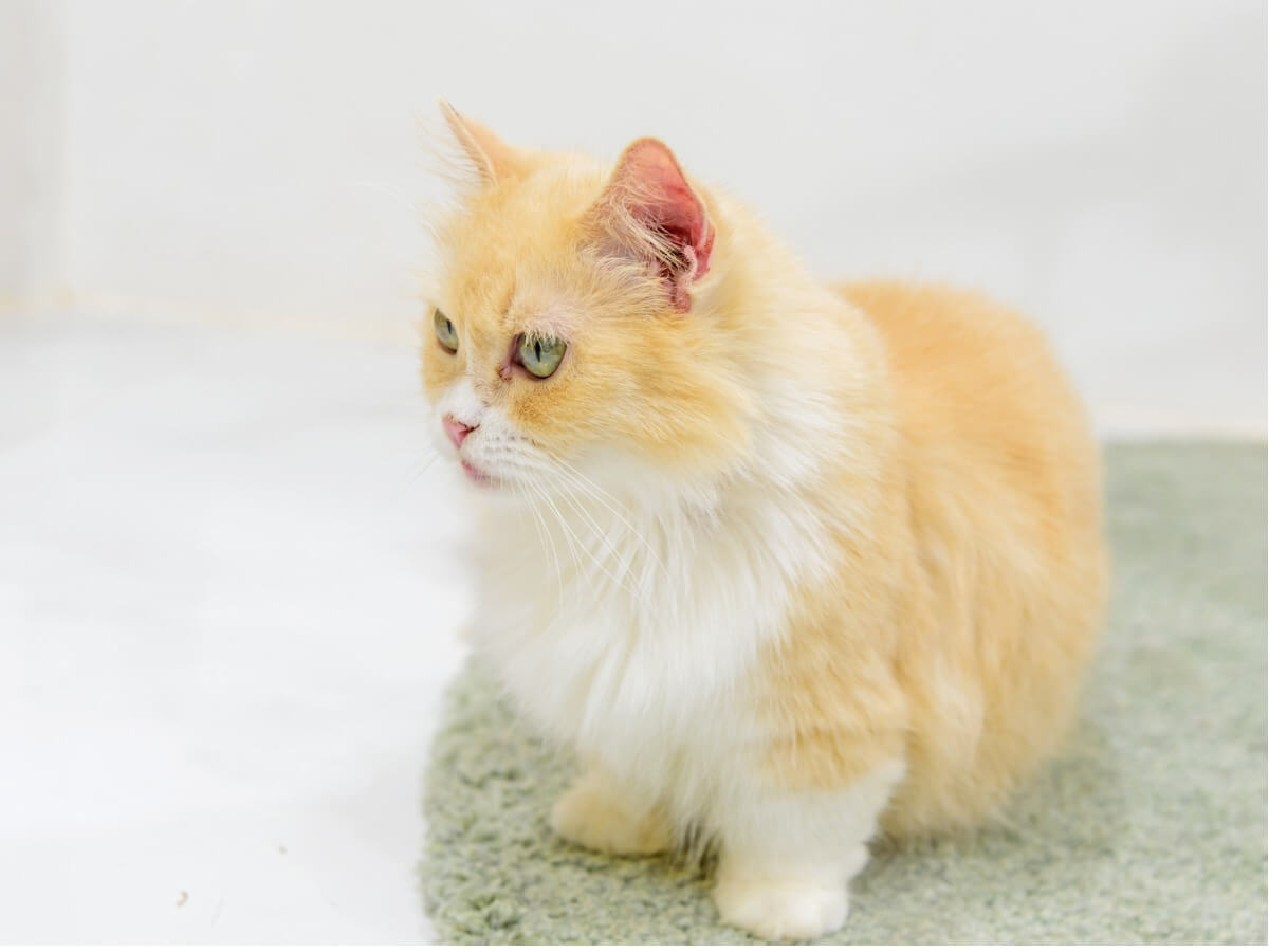 orangefarbene Katzenrassen - Munchkin