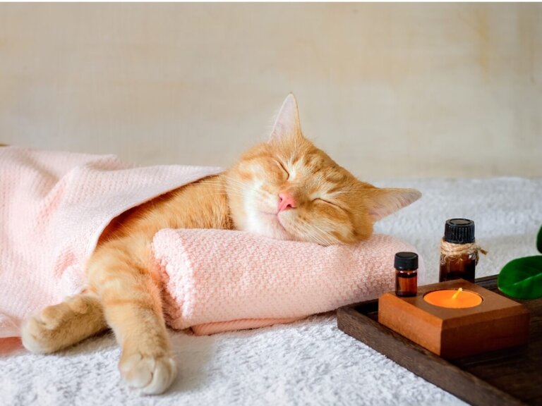 Valeriana para gatos: efectos y dosis