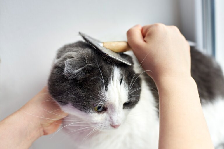 ¿Cómo evitar que a mi gato se le caiga el pelo?