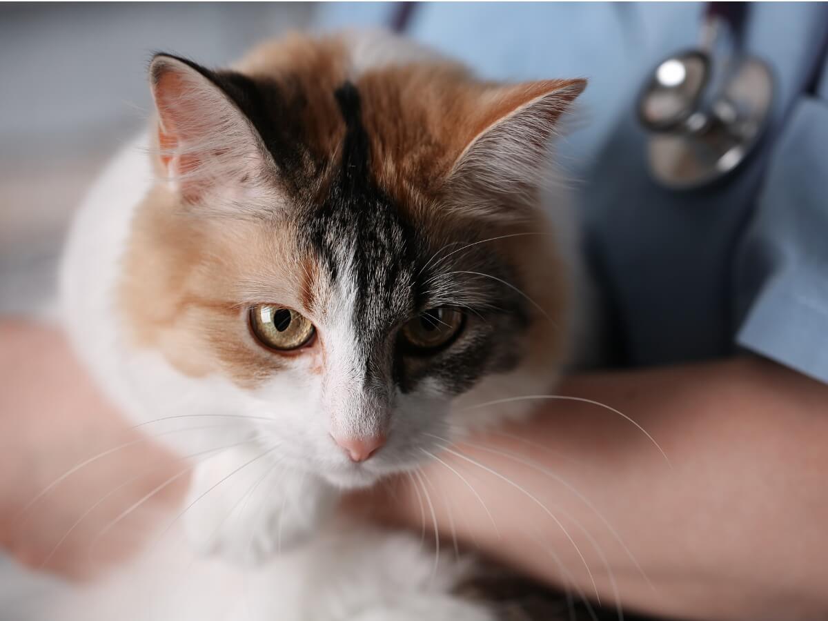 Un gato con granuloma enosinofílico.