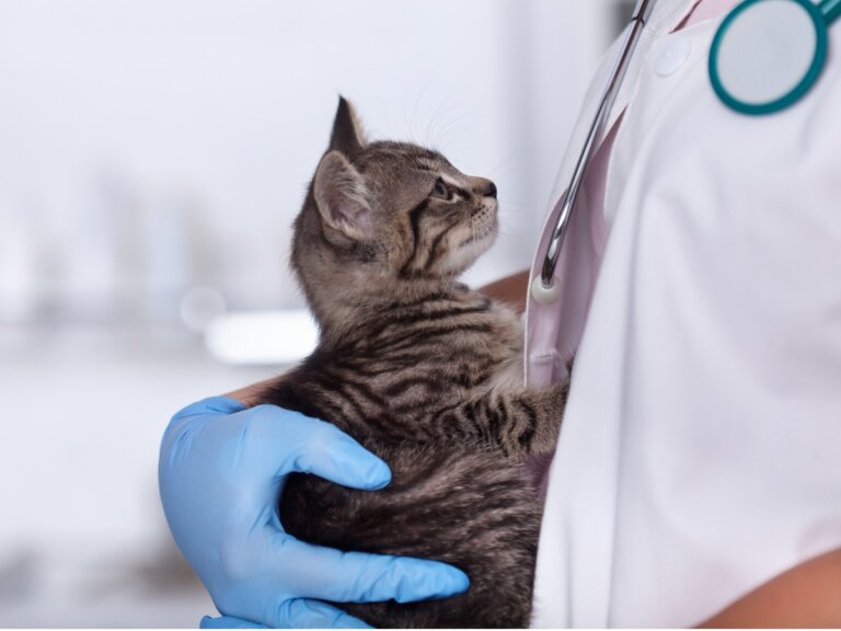 Linfoma en gatos: causas, síntomas y tratamiento