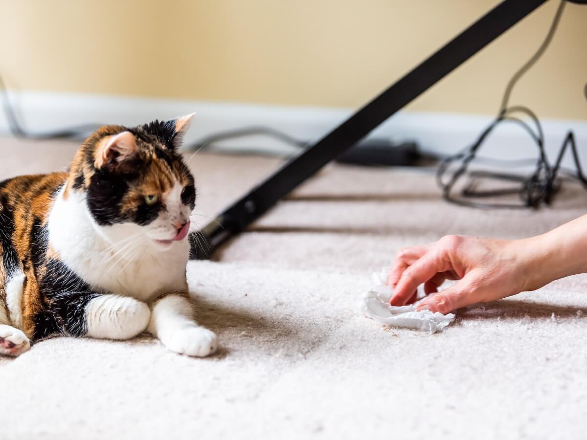 A cat that has just vomited.