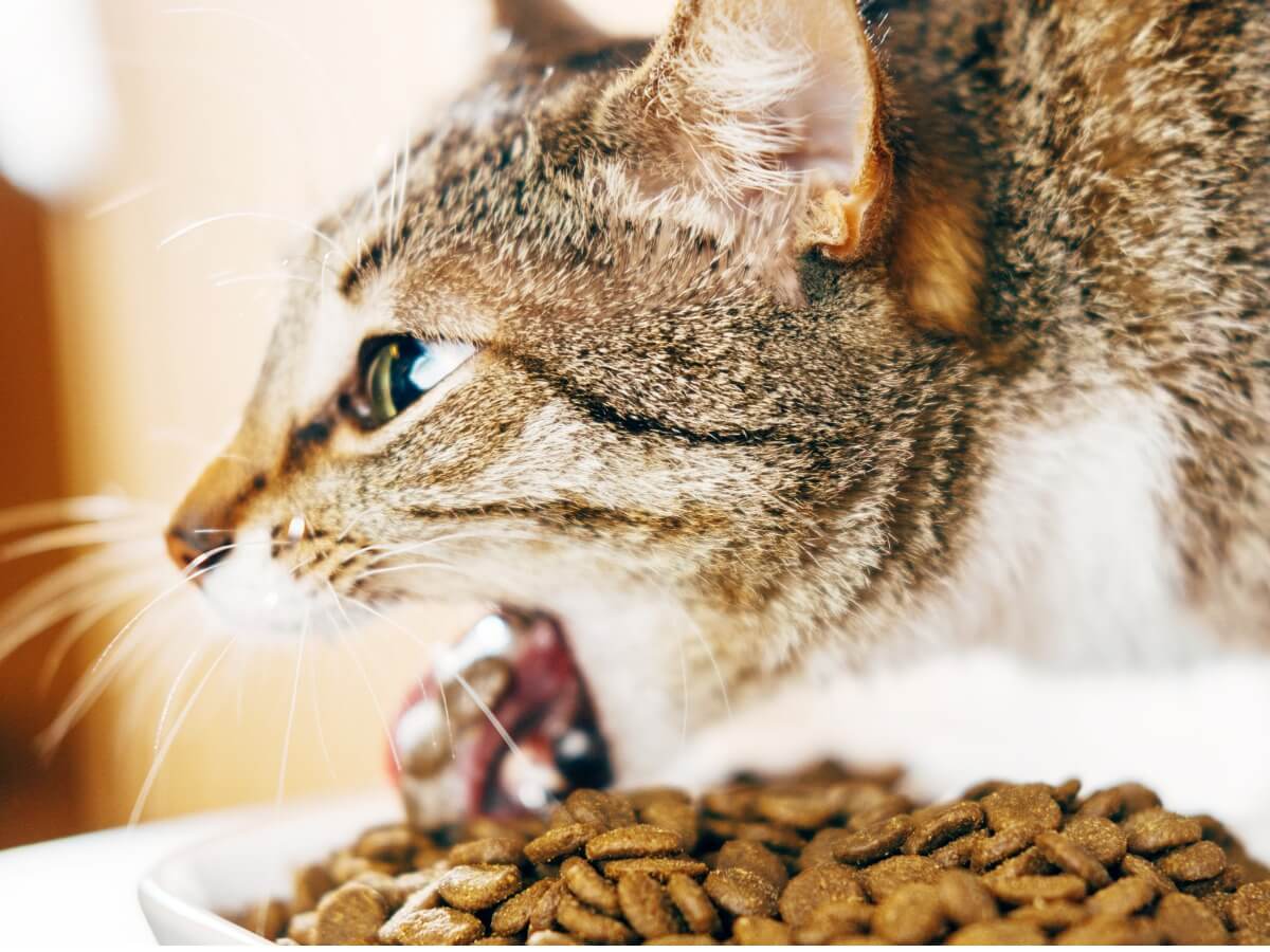 ¿Por qué mi gato vomita después de comer?
