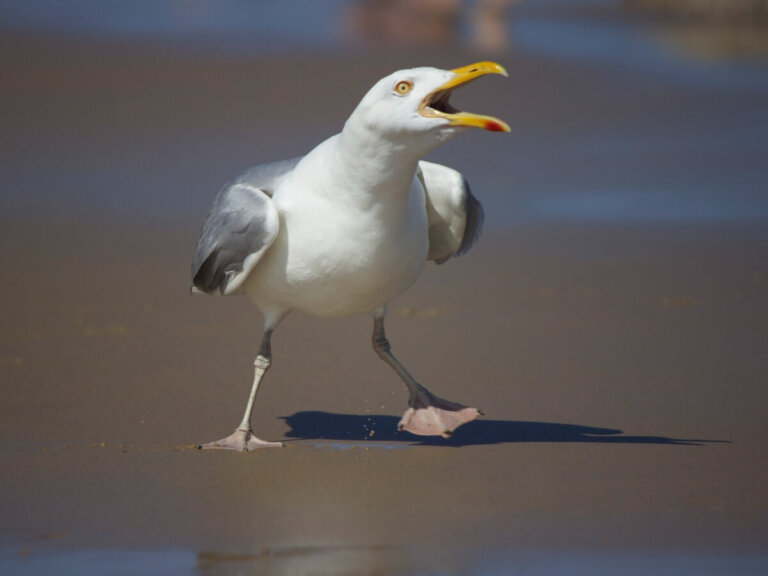 10 curiosidades de las gaviotas
