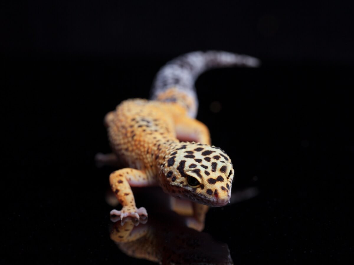 El gecko leopardo es uno de los reptiles que se pueden tener como mascota.