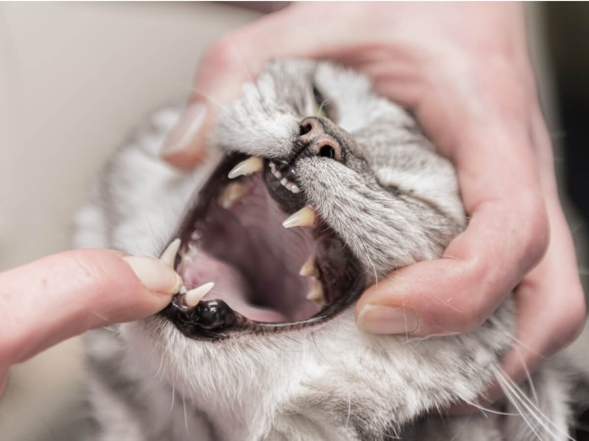 Ejemplo de gingivoestomatitis felina.