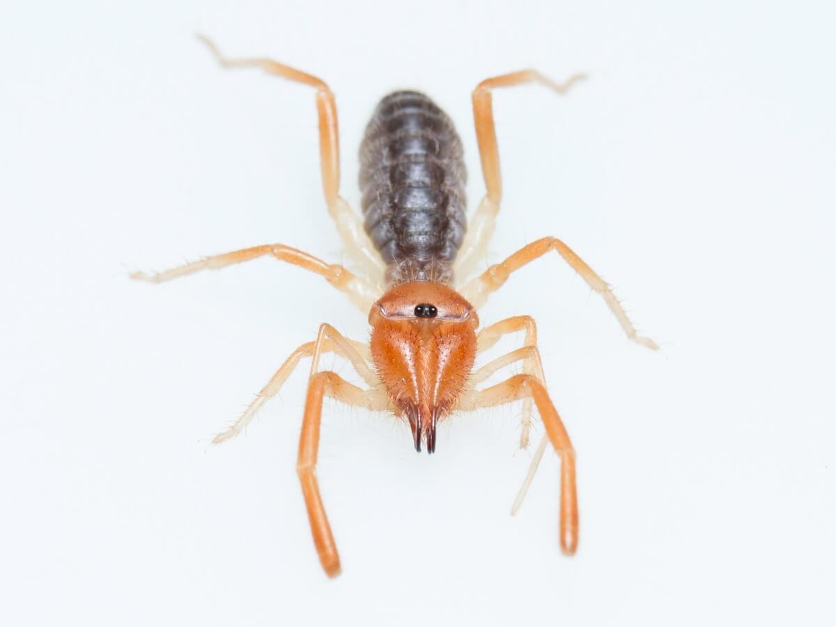 Un esemplare di Gluvia dorsalis su sfondo bianco.