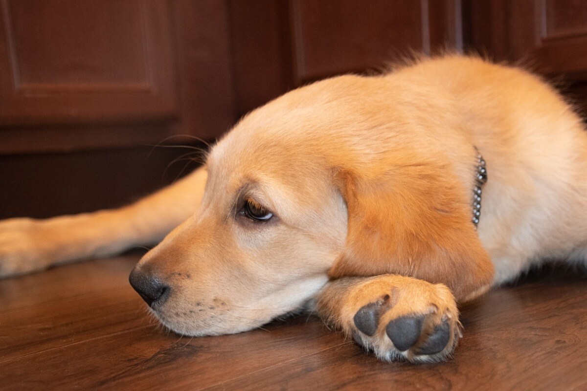 En goldador ser på bakken.