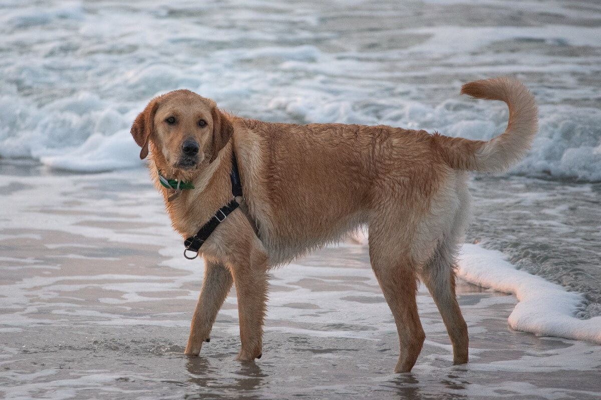 Goldador veya golden labrador deniz kenarında