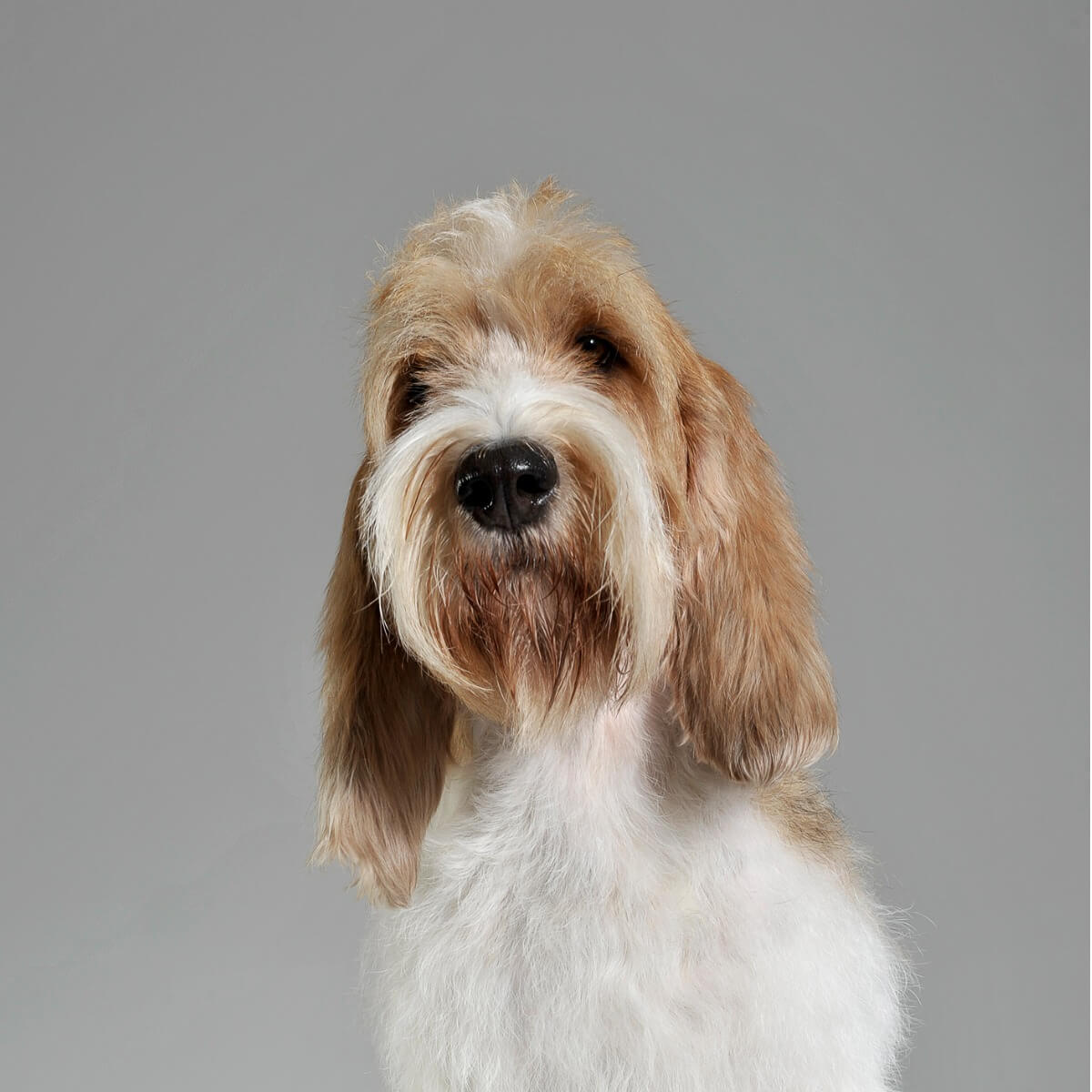 En flott Vendean griffon.