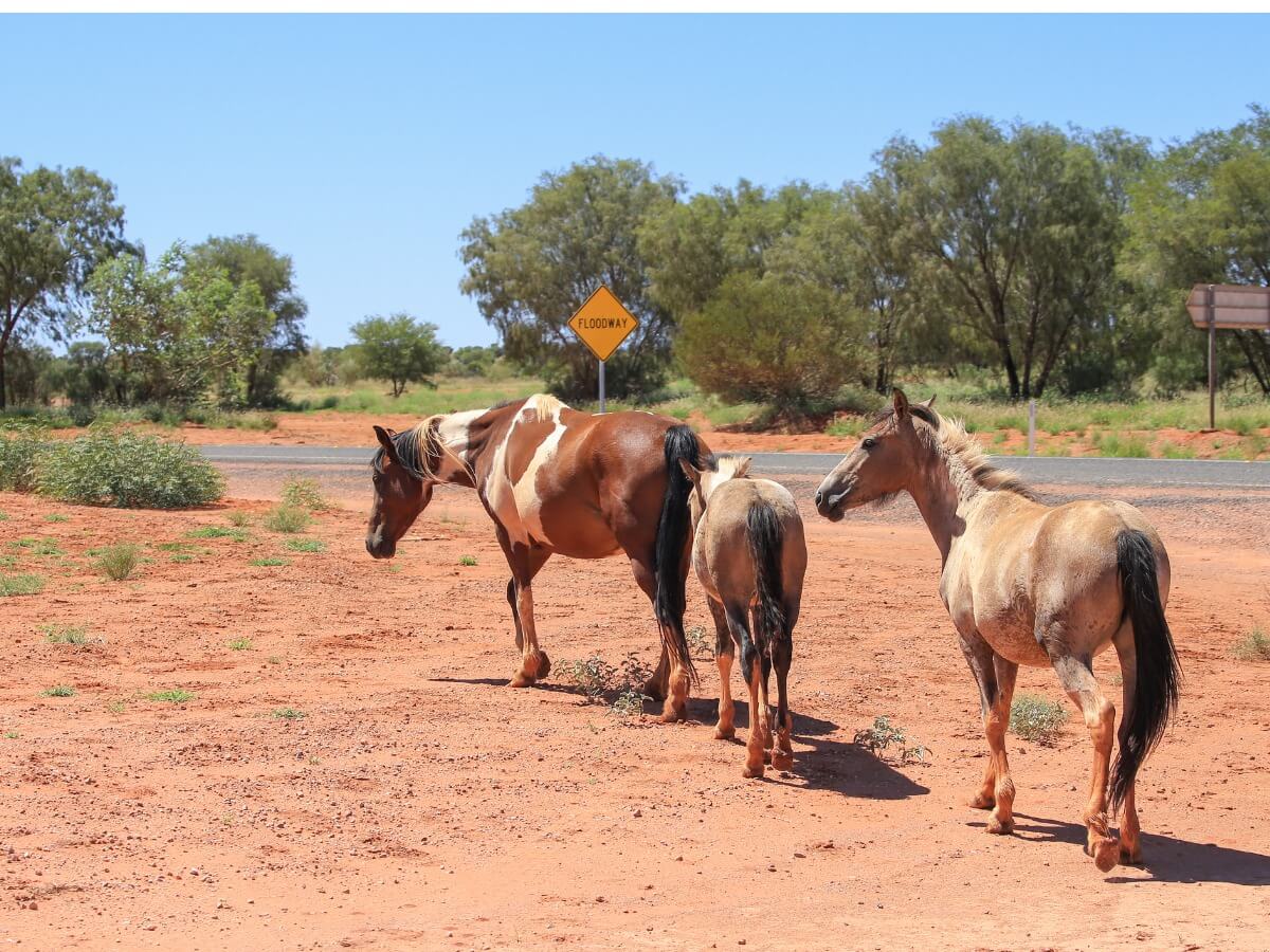 A group of brumby horses.