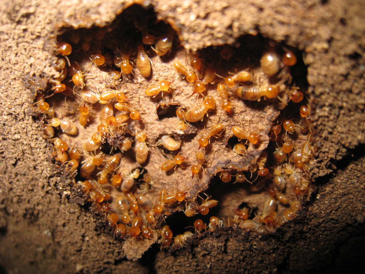 Bir grup yeraltı termiti.