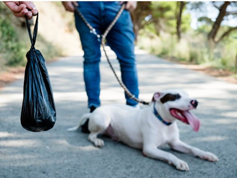 Heces negras en perros: ¿a qué se deben?