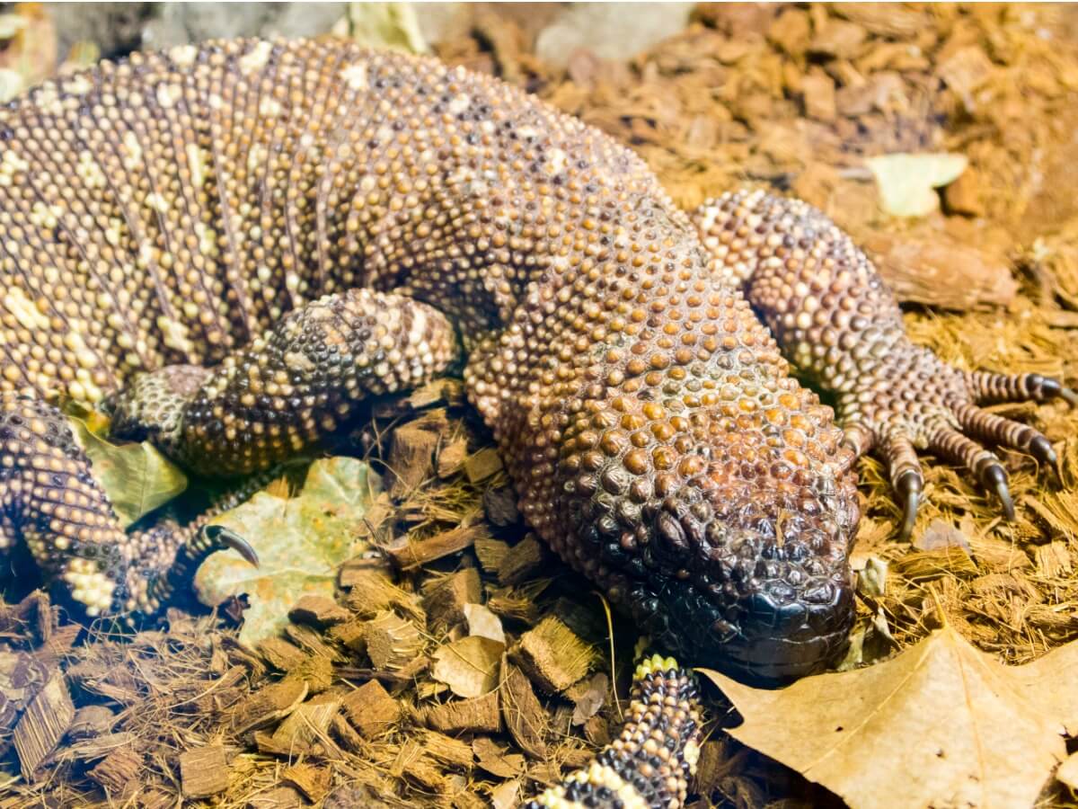 Un lagarto de la especie Heloderma horridum.