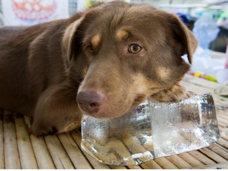 ¿Es bueno el hielo para perros?
