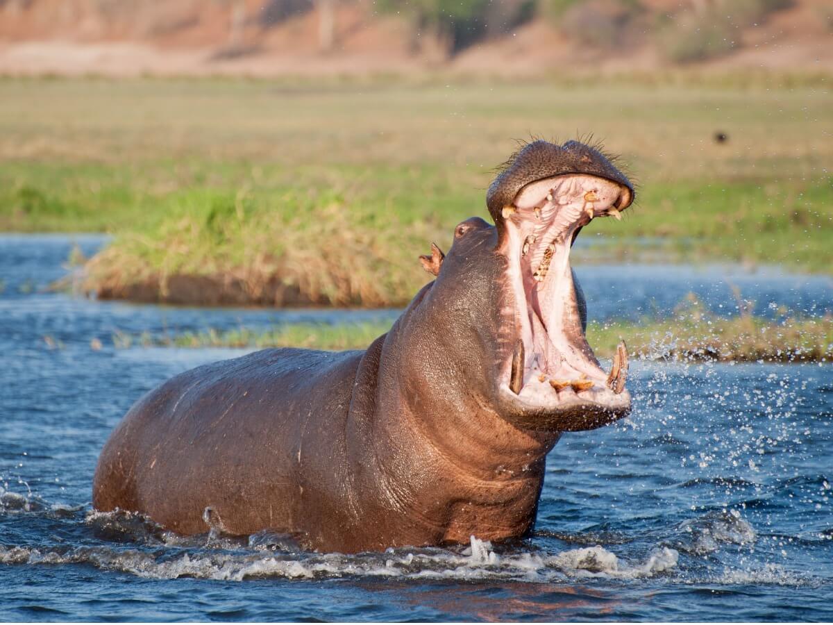 Die Bedeutung des Kots von Flusspferden in afrikanischen Flüssen und Seen