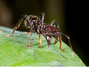 10 curiosidades de la hormiga bala