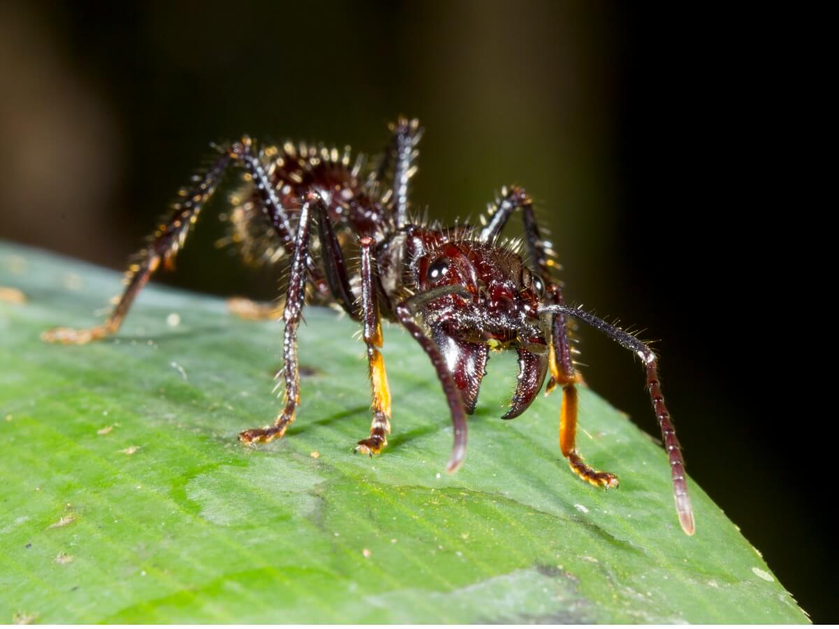 Le curiosità della formica proiettile sono molteplici.