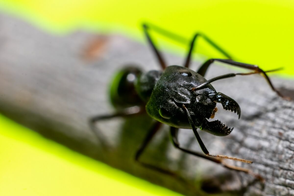 Uma formiga Camponotus major.
