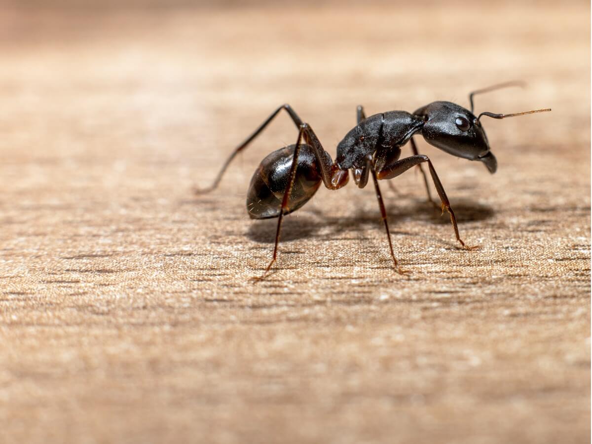 Una de las hormigas carpinteras.