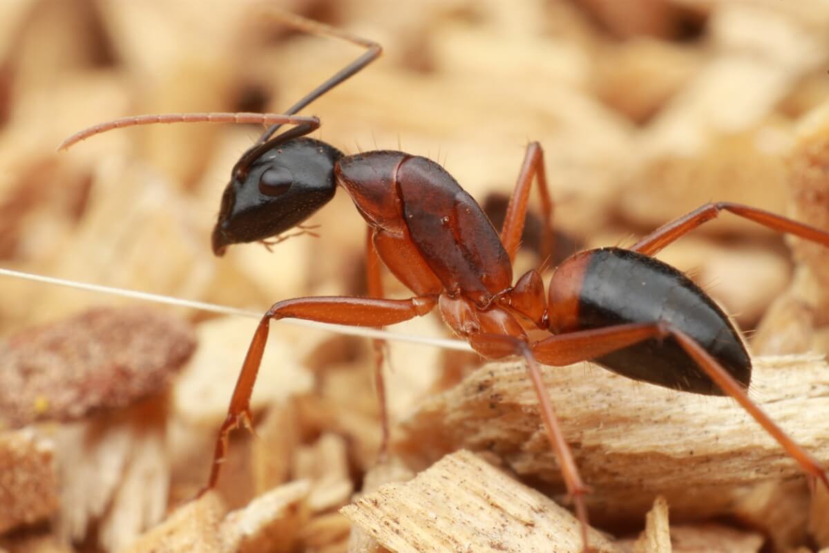 Una hormiga carpintera del género camponotus.