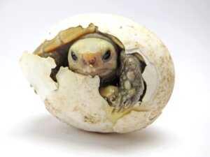 ¿Cómo incubar huevos de tortuga?