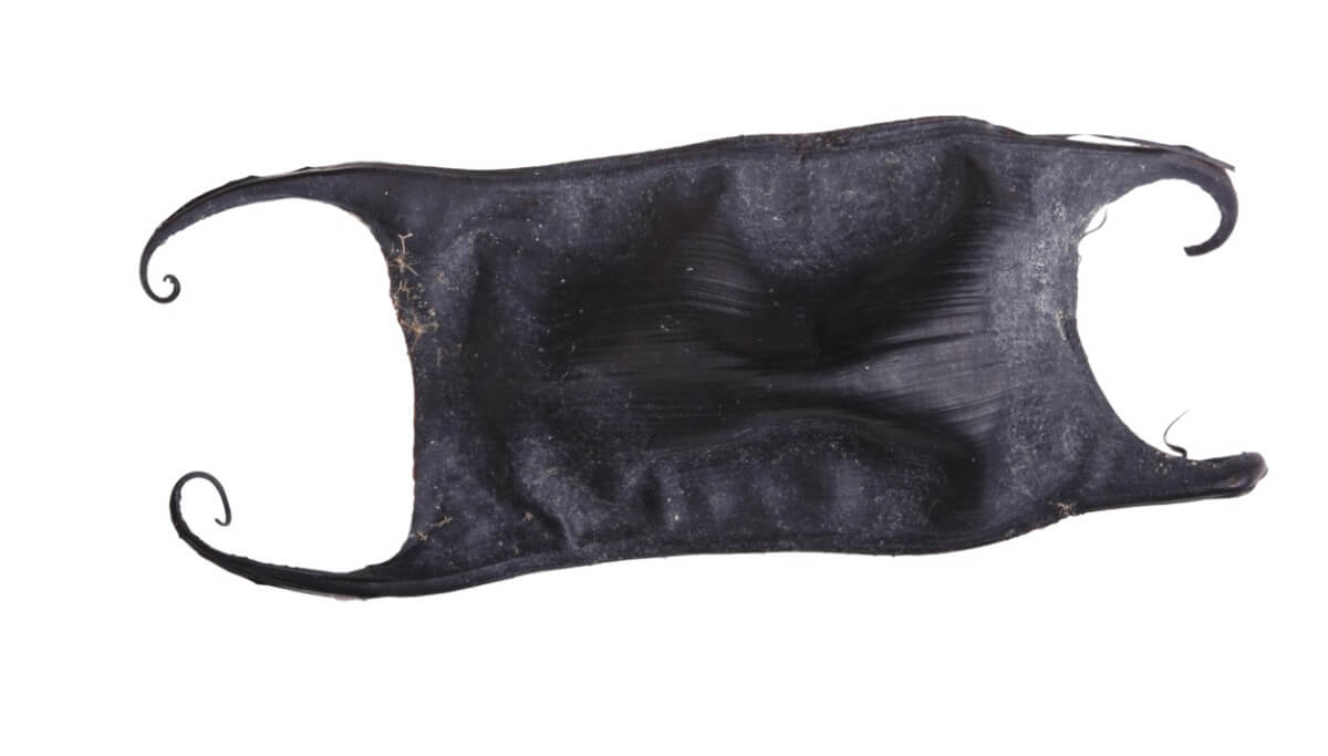 Sapete come si riproducono le razze?