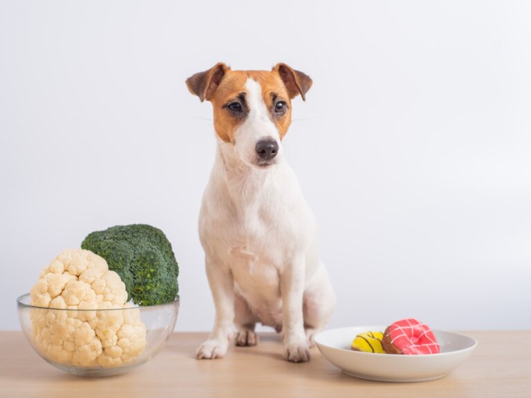 ¿Los perros pueden comer coliflor?