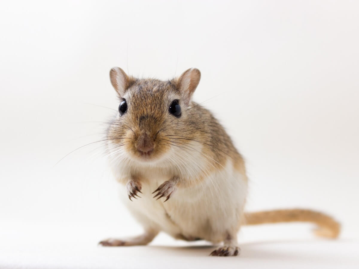 En av de smartaste gnagarna.