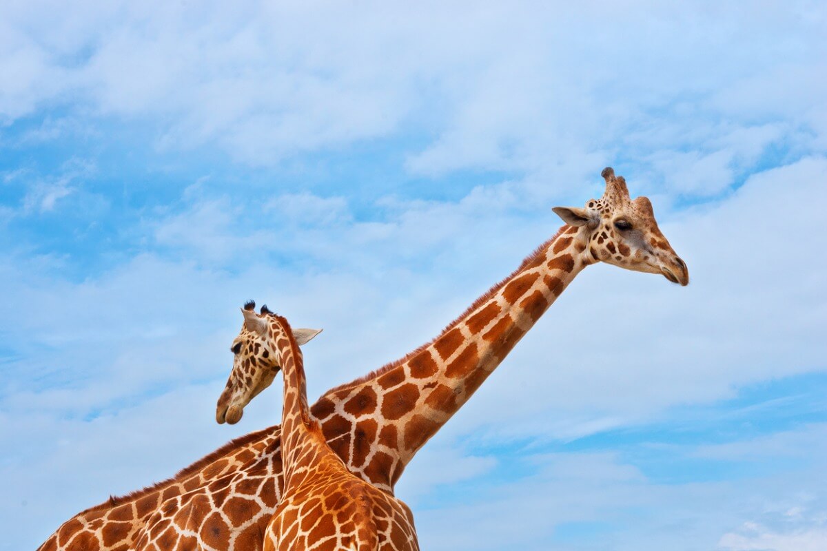 Une girafe masaï contre le ciel bleu.