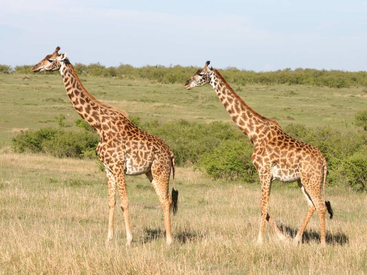Un couple de girafes Masaï dans la savane.