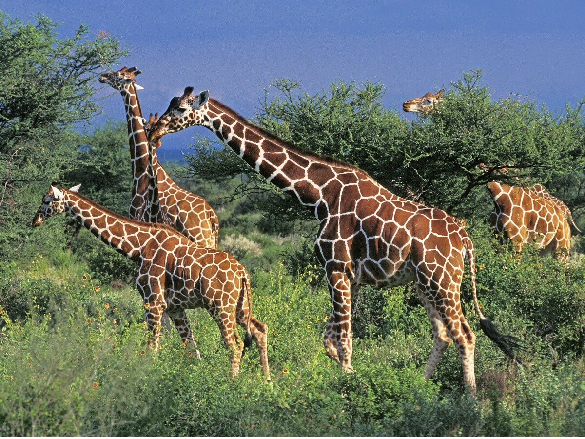 Una jirafa somalí con sus compañeras.