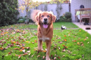Labsky o huskador: todo sobre esta raza