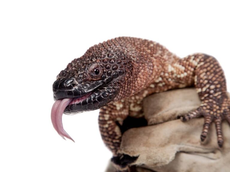 Lagarto enchaquirado: hábitat y características