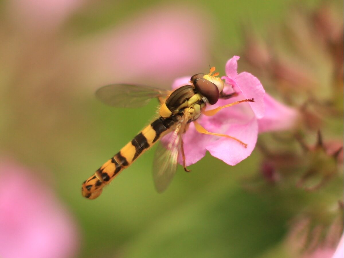 Una larga libélula sobre una flor.