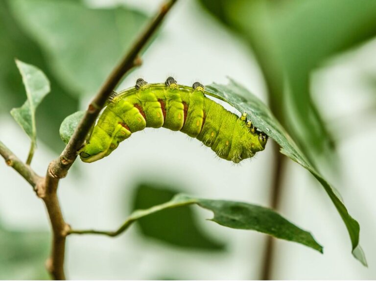 ¿Son las orugas gusanos?