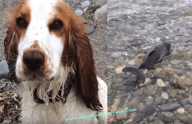 Increíble: delfín atrapado en la orilla del mar es salvado por un perro