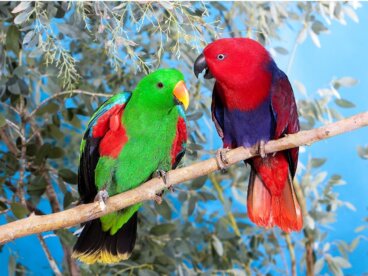 Loro ecléctico: hábitat y características