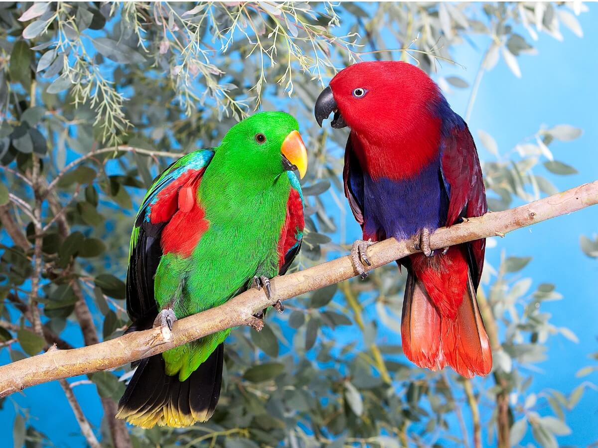 As diferenças entre o papagaio macho e fêmea são muito claras no papagaio-ecletus.