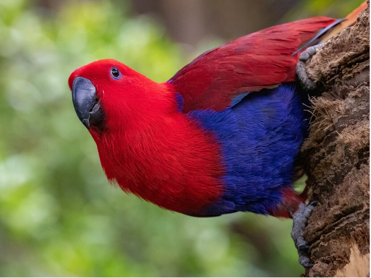 An eclectic red parrot.