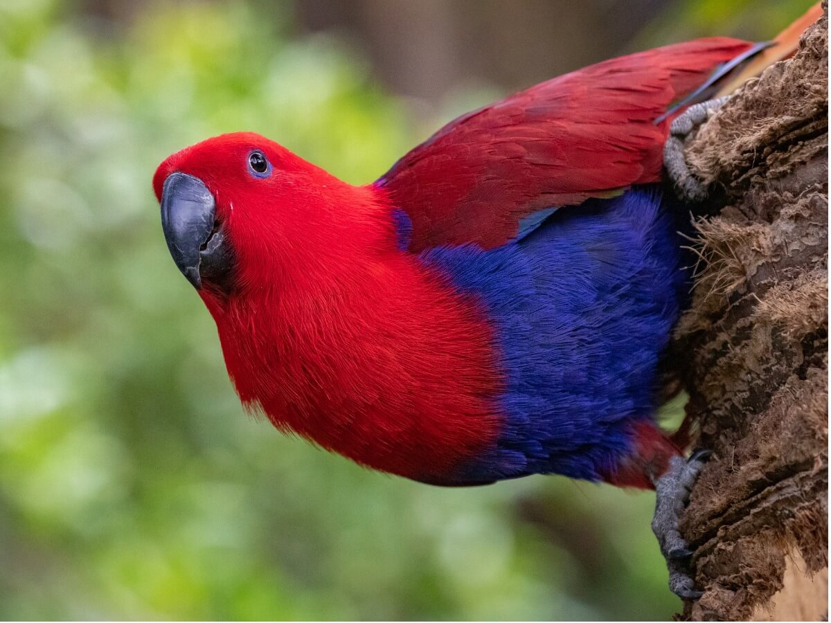 Eclactus Eclectus parrot: habitat and characteristics