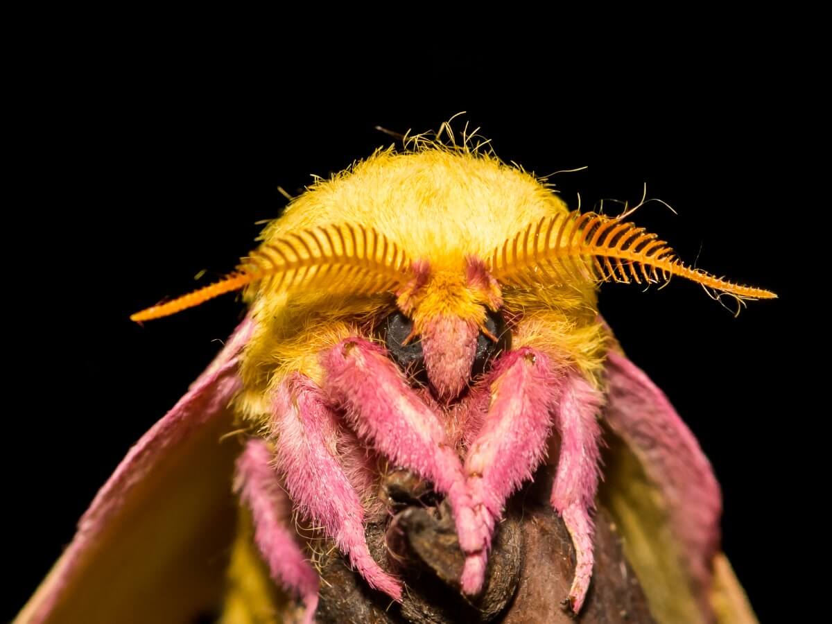 Uno de los insectos más bonitos del mundo.