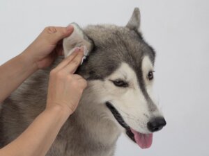 ¿Cómo masajear las orejas del perro?