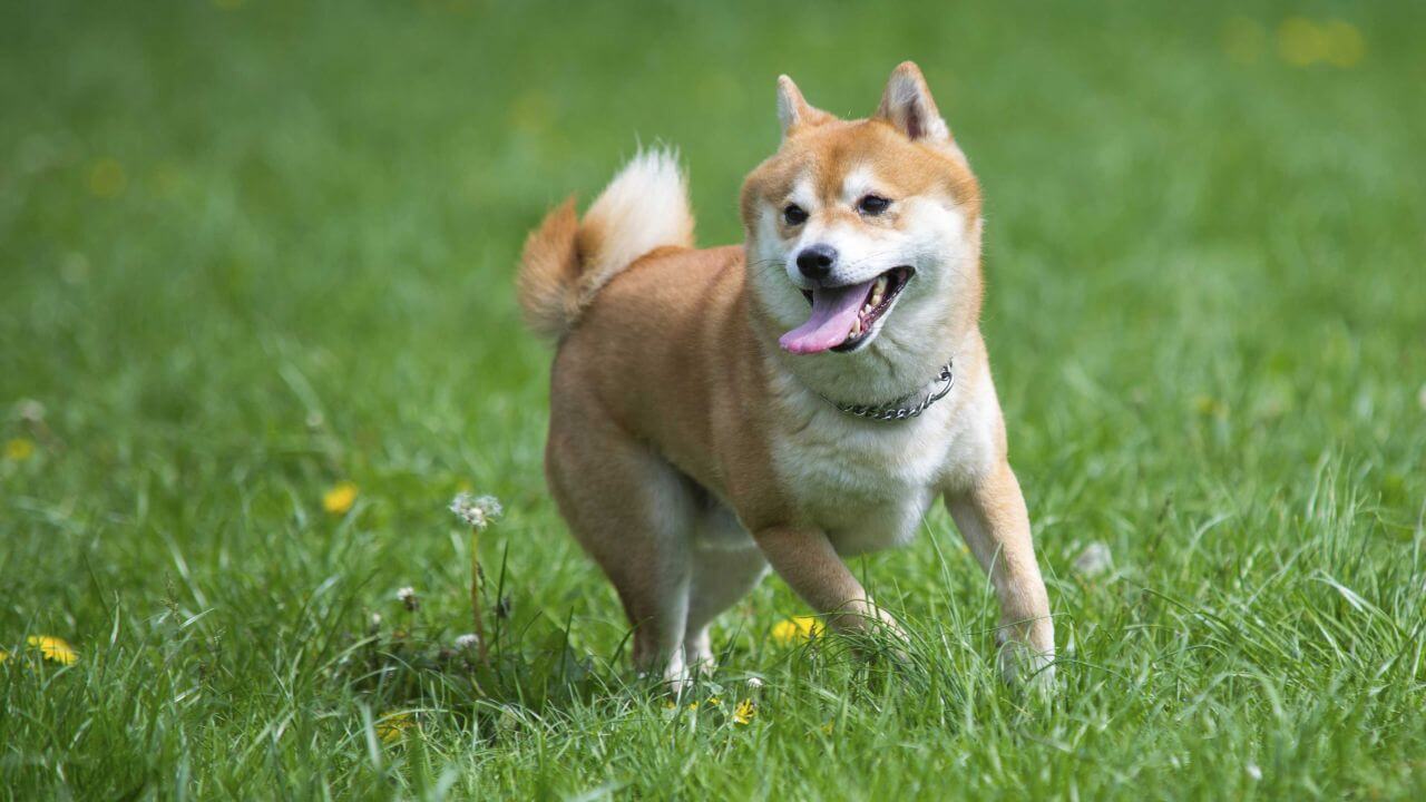 Uno shiba inu