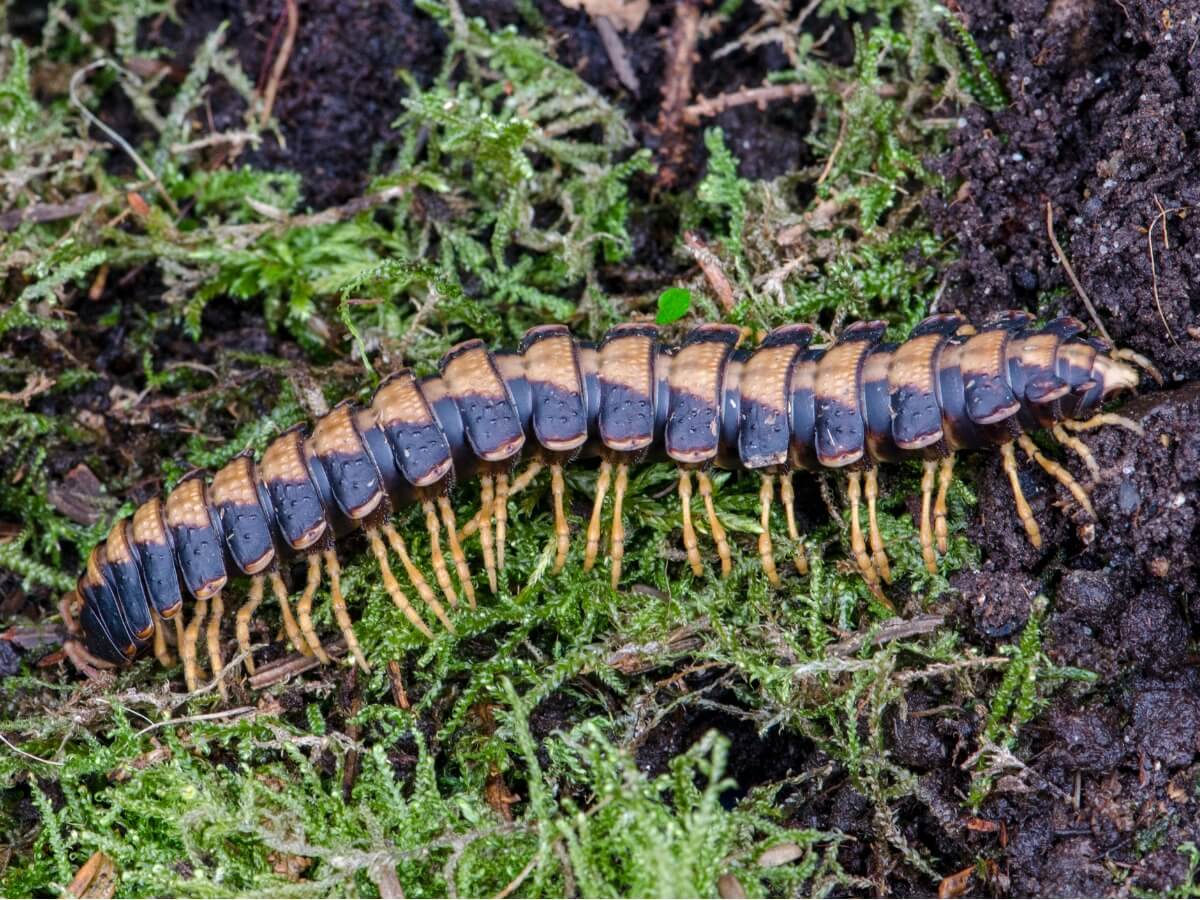 Uma das curiosidades sobre os piolhos-de-cobra é sua variedade de formas e cores.