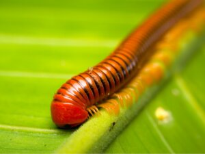 10 curiosidades de los milpiés