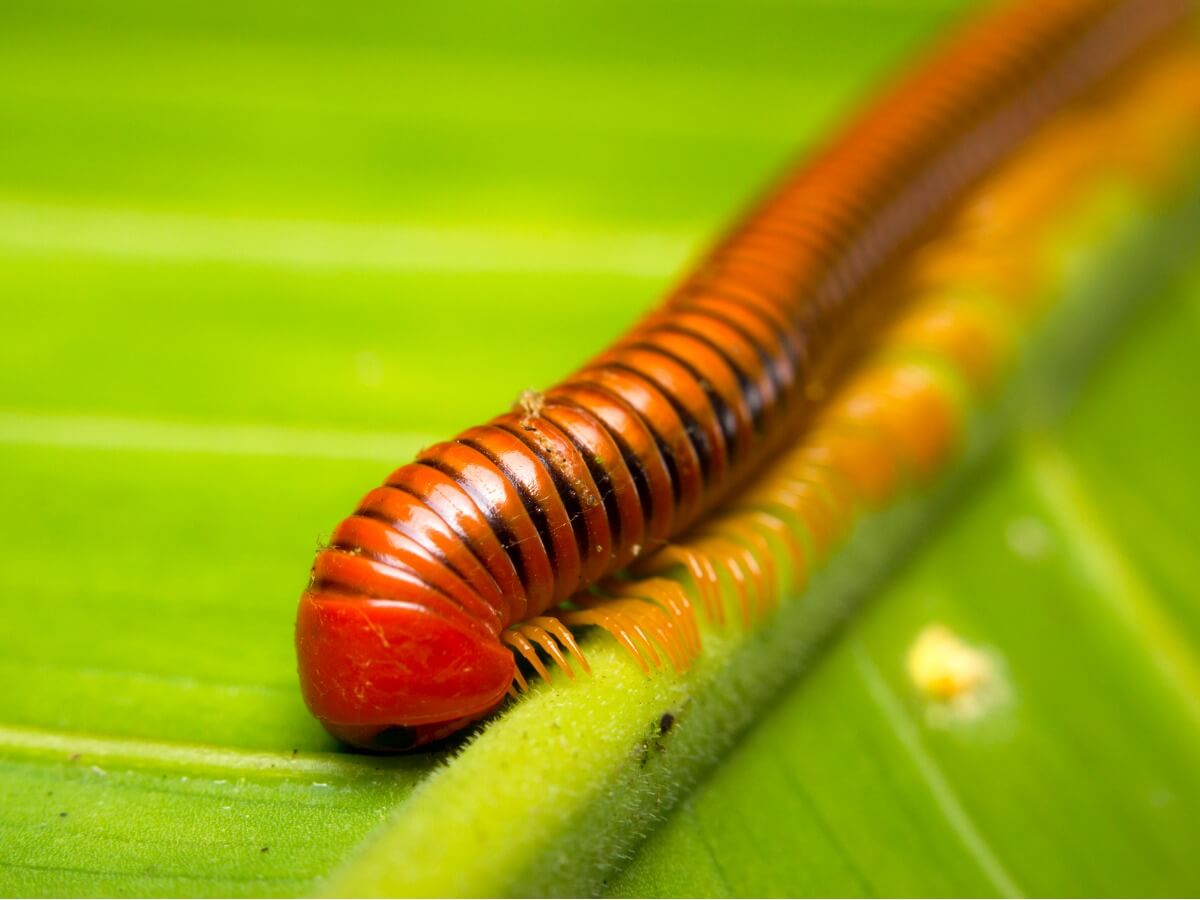 Un mille-pattes.