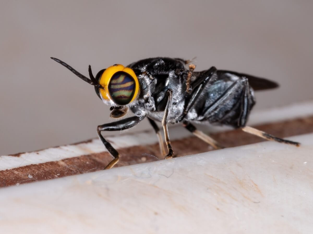 O ciclo de vida das moscas é complexo.